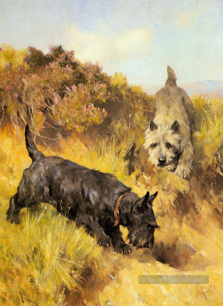 Deux Scotties dans un paysage Arthur Wardle Chien Peintures à l'huile